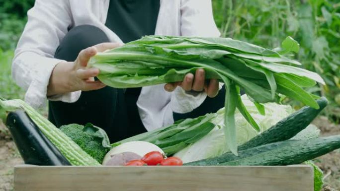 农民在田间拿着新鲜蔬菜