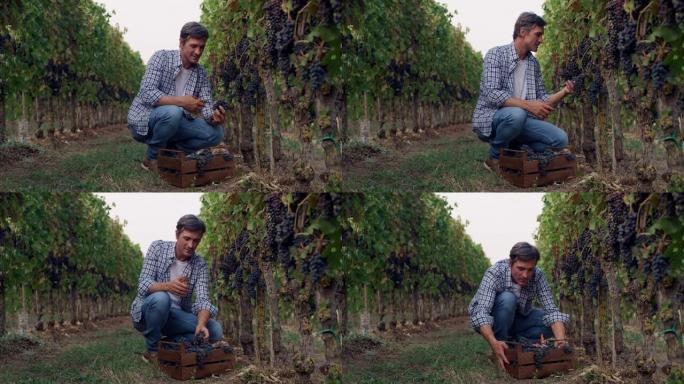 中年男子从葡萄园切黑葡萄堆的肖像。专业酿酒师收获并对其产品质量感到满意。农民工作日的真实照片
