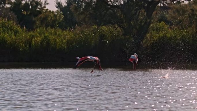 跟踪射击粉红色的火烈鸟飞行，溅到湖面上
