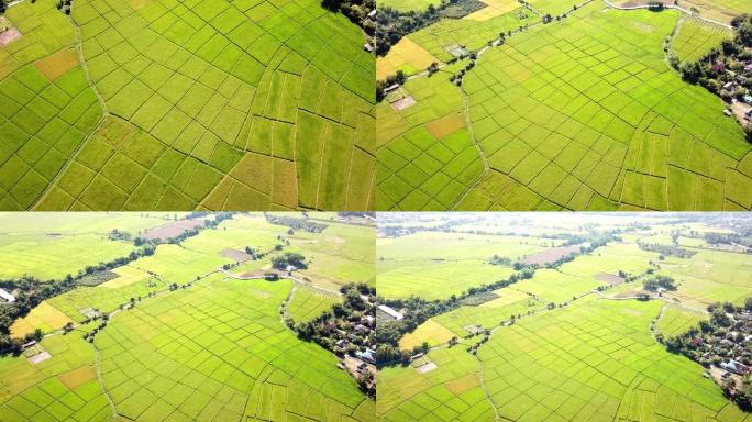 东南亚农业稻田绿色季节的鸟瞰图