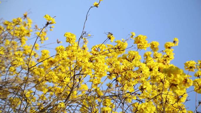 黄花风铃木