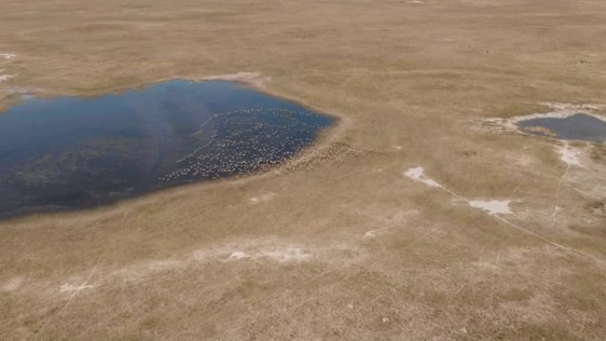 博茨瓦纳Makgadikgadi平底锅上空飞行的一大群大火烈鸟的鸟瞰图