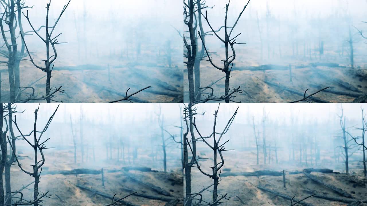 被烟云覆盖的烧毁的树木