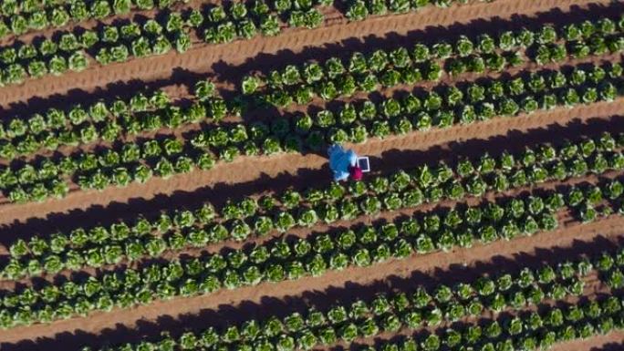 使用数字平板电脑监控大型蔬菜农场的蔬菜，对一名黑人非洲女农民的高空放大圆形视图