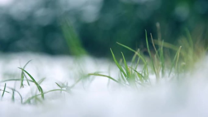 雪落在草地上雪林雪景雾淞雪花