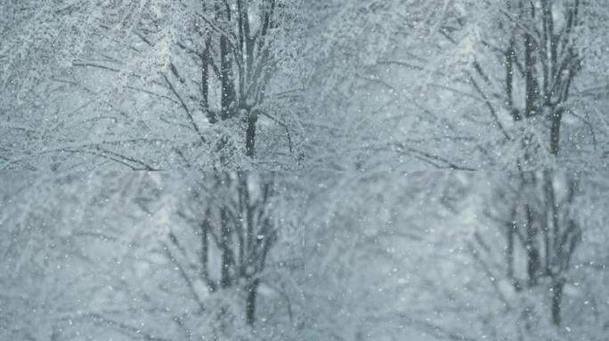 特写镜头，dop: 暴风雪期间覆盖光秃秃的树梢的风景。