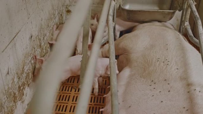 慢动作，手持拍摄母猪护理一大群小猪，吮吸牛奶