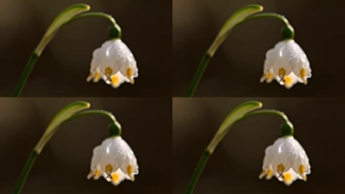 超级SLO MO特写水滴垂下雪花花的花朵