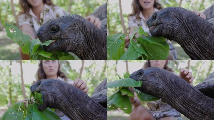 特写女人喂养巨型亚达布拉龟
