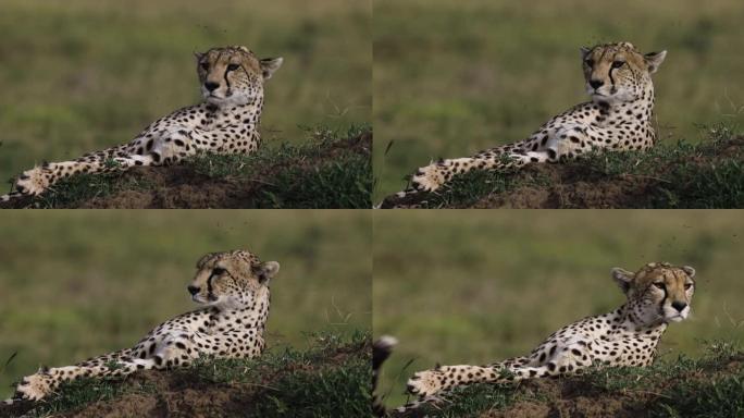 位于非洲大草原白蚁丘上的雌性猎豹的特写前视