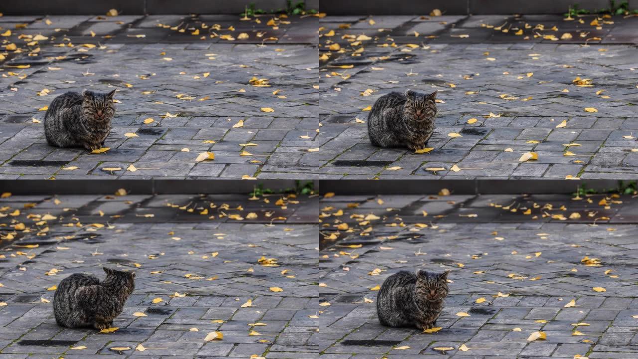 小野猫在满是银杏叶的街道上休息