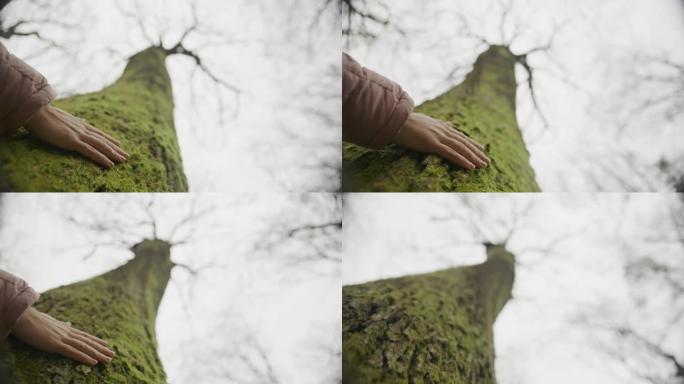 森林中的手触摸树抚摸大树触摸大树树干