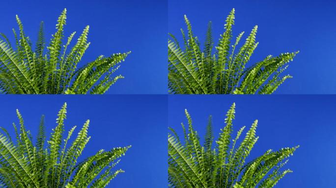 微风中的蕨类植物特写蓝屏合成