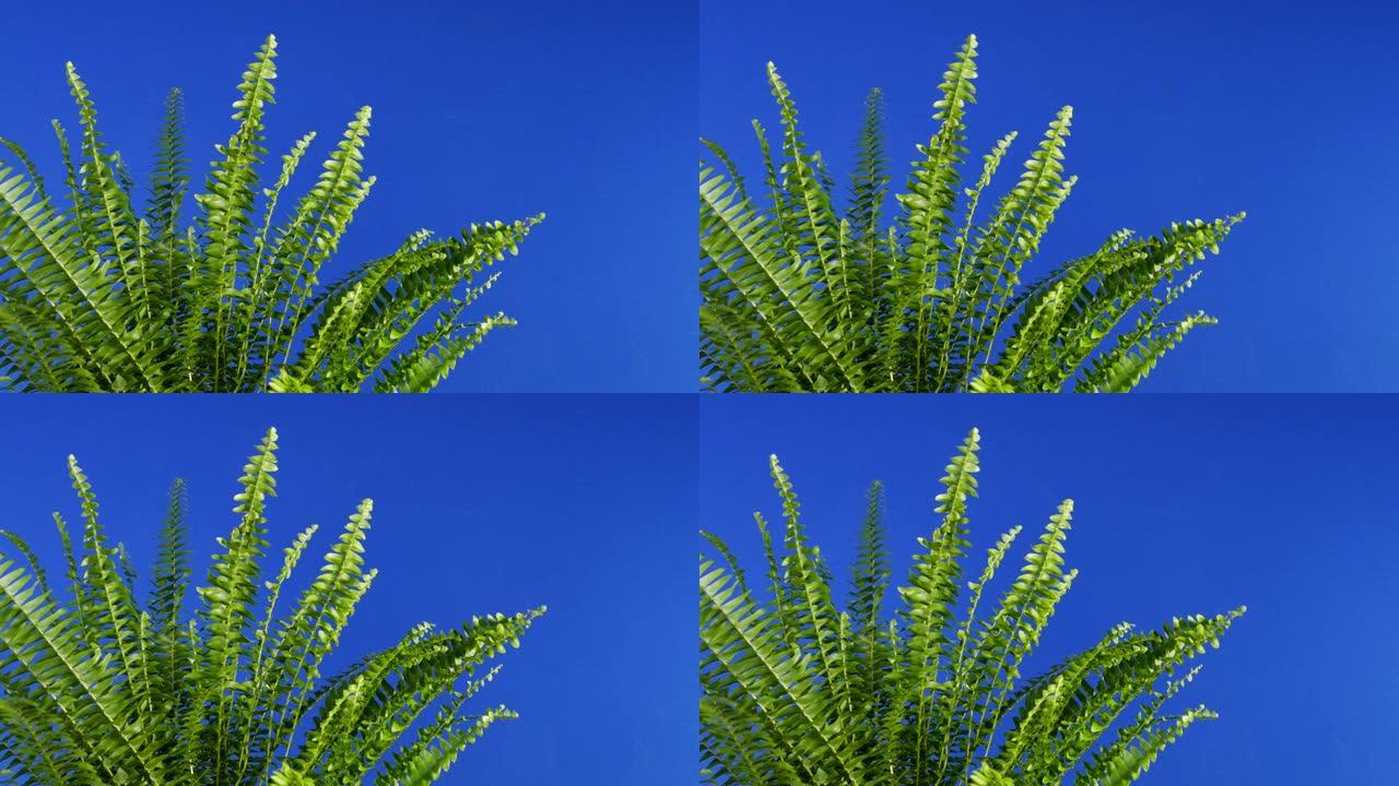 微风中的蕨类植物特写蓝屏合成