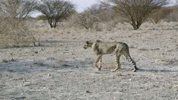 猎豹女士在非洲纳米比亚阳光明媚的沙漠中行走