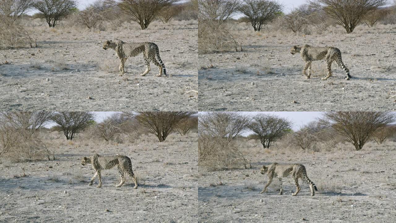 猎豹女士在非洲纳米比亚阳光明媚的沙漠中行走
