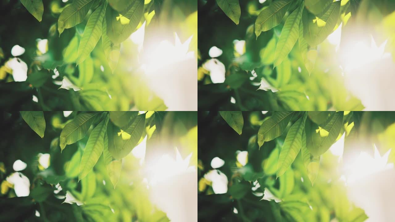 带有阳光和镜头耀斑的热带绿叶的特写镜头