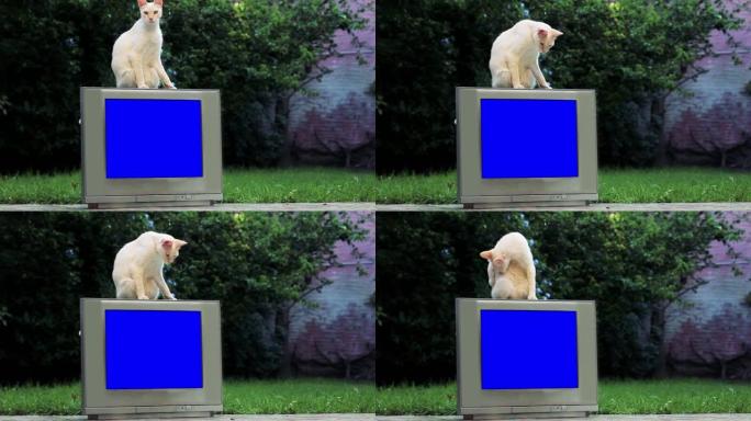 白猫坐在带色度蓝屏的旧电视上。