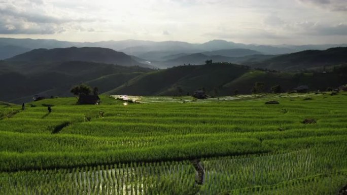 日出时的稻田种植业禾苗水稻