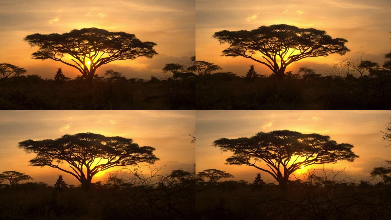 剪影: 夕阳照亮了大草原中间的一棵相思树