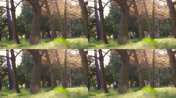 树木，公园和大自然，夏天，一个人在草丛和绿色风景的花园里walking狗。自然，阳光明媚，白天，一位