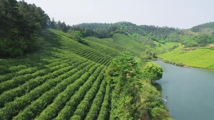 茶园林业绿化树林植被生态水源
