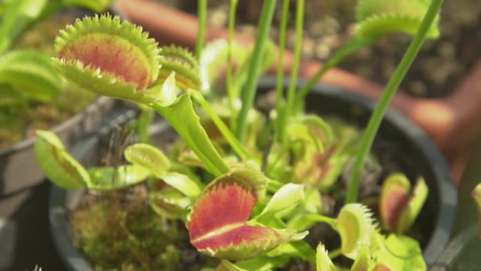 特写: Dionaea muscipula植物打开其敏感陷阱以吸引虫子