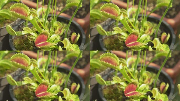 特写: Dionaea muscipula植物打开其敏感陷阱以吸引虫子