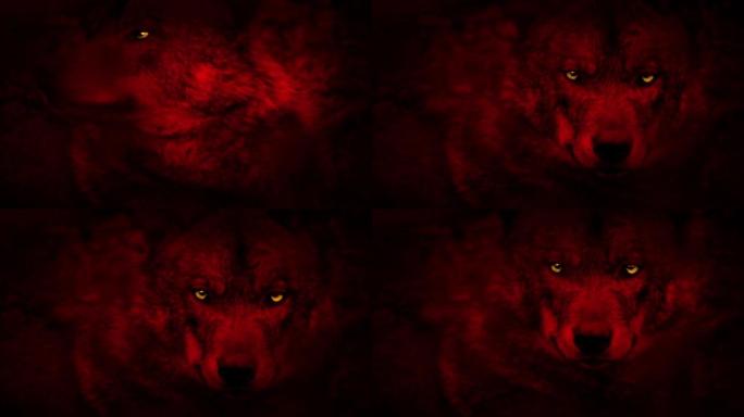 狼红与黄色的眼睛自然生态野性狼群