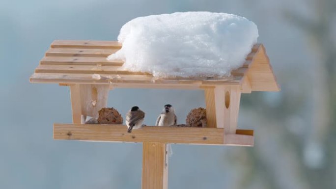 特写: 在寒冷的冬天，两只鸟坐在木制鸟舍的边缘