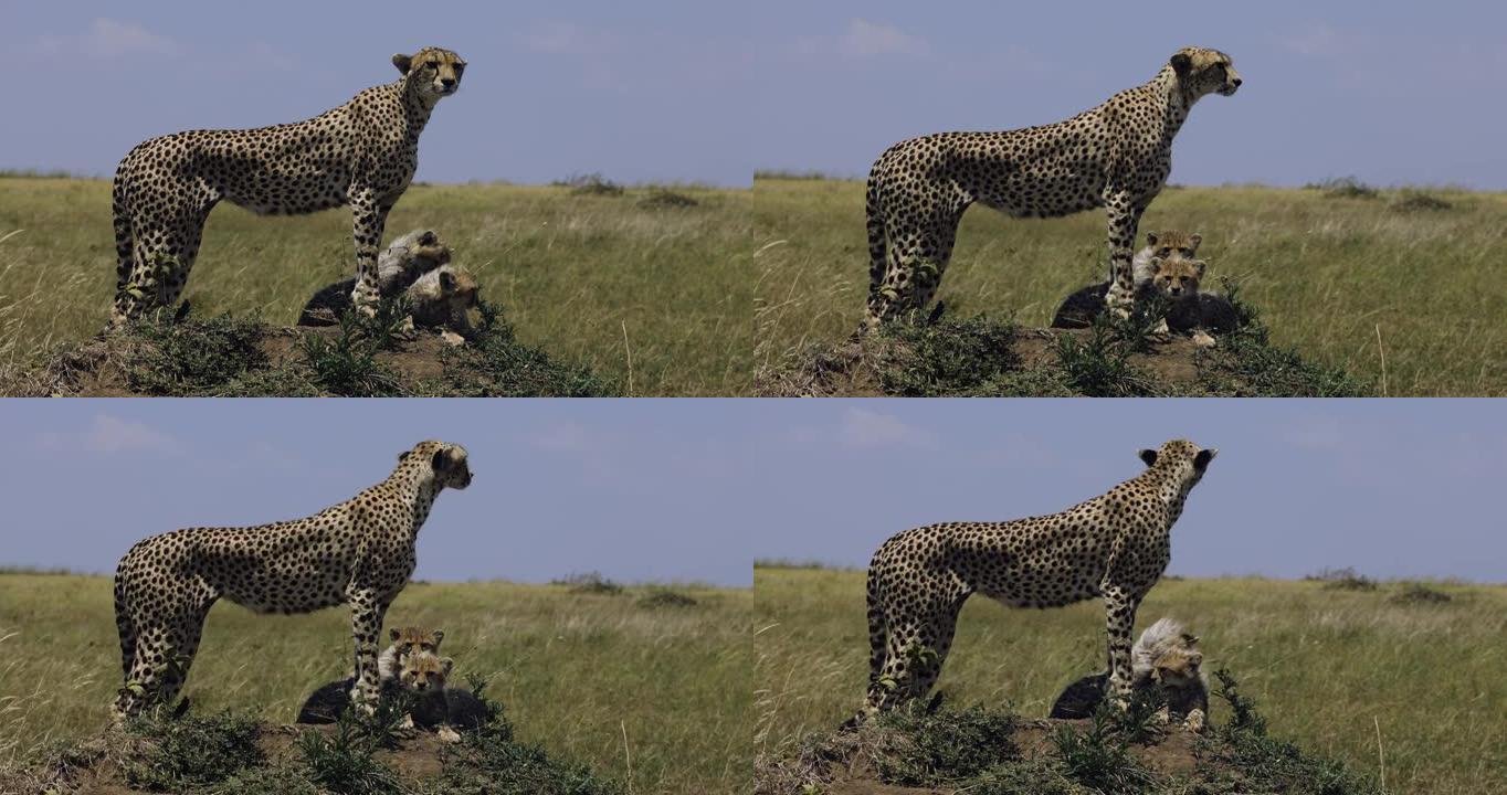 在非洲大草原的白蚁丘上，两只可爱的年轻猎豹幼崽站在母亲的腿下的特写前视