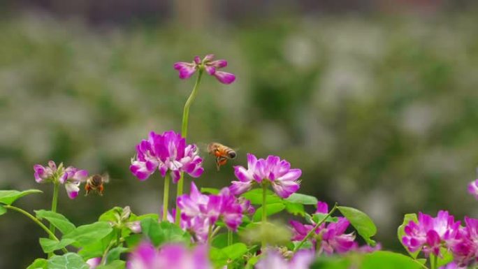 蜜蜂在春天的草地上飞翔