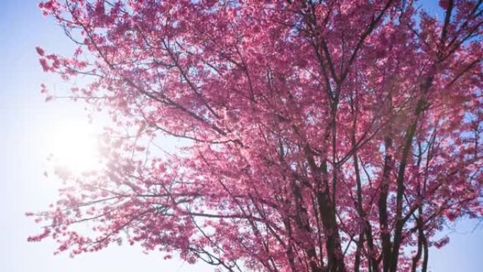 雄伟盛开的樱桃树繁花氛围花束