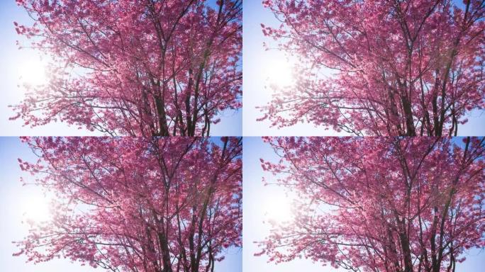雄伟盛开的樱桃树繁花氛围花束