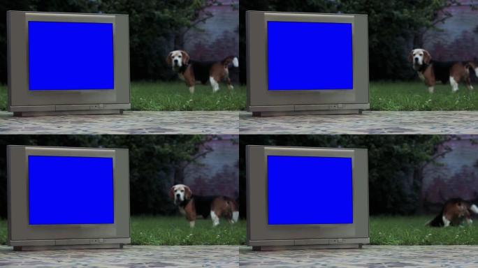 一只比格犬和一台旧电视，在房子的后院有一个色度蓝屏。