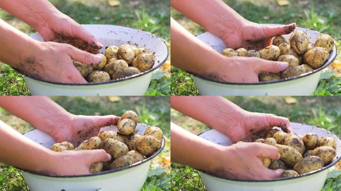 女人在花园里洗土豆的特写镜头