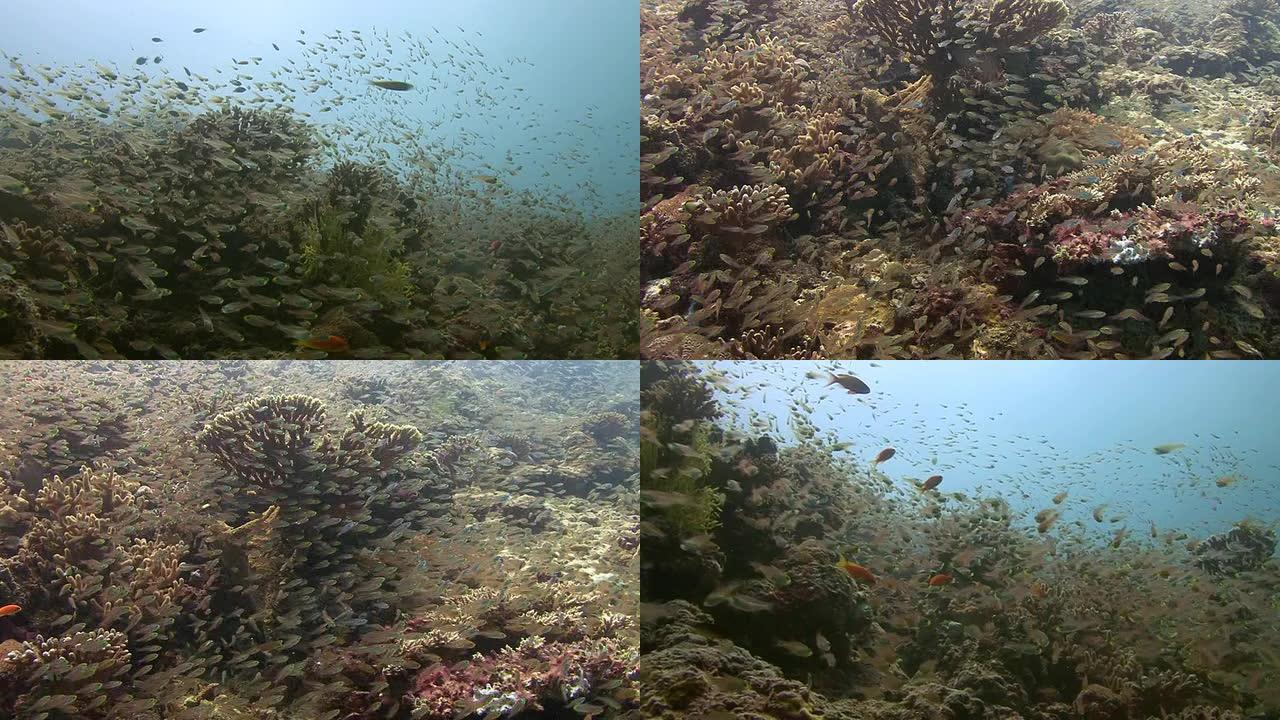 玻璃扫地鱼热带鱼群海洋大海野生动物