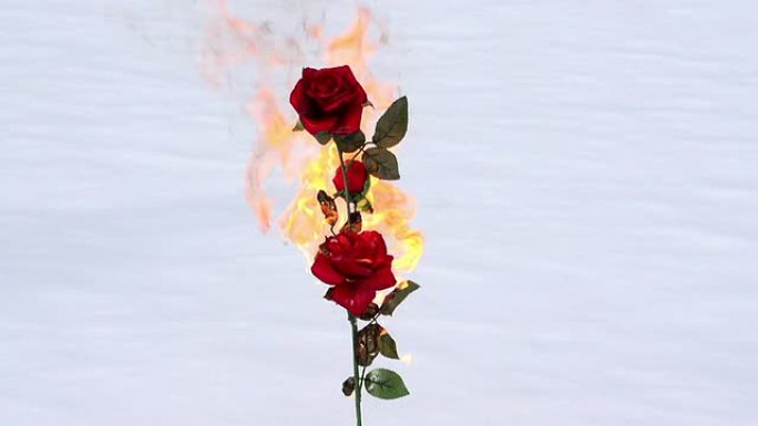 燃烧的玫瑰燃烧的玫瑰
