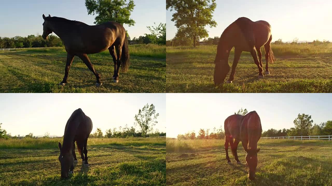 特写: 日落时分，强大的深棕色马在乡村田野上放牧