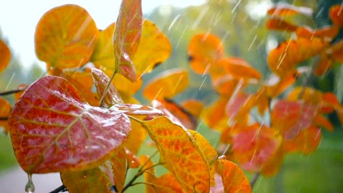 雨水落在红叶上