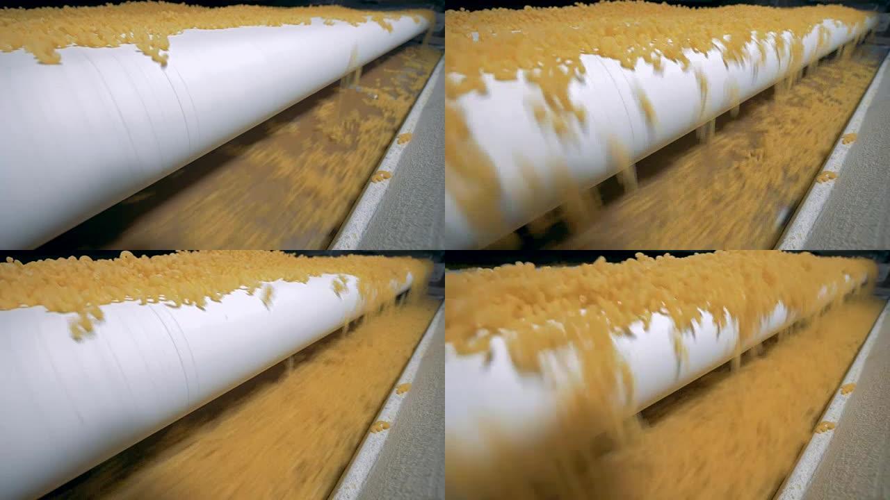 大量新鲜的螺旋通心粉从一个传送带上下来。意大利面、通心粉、面条、意大利面生产线。