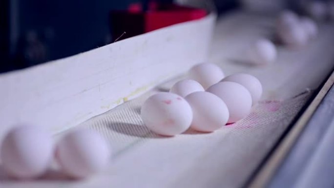 家禽养殖场上的鸡蛋生产线