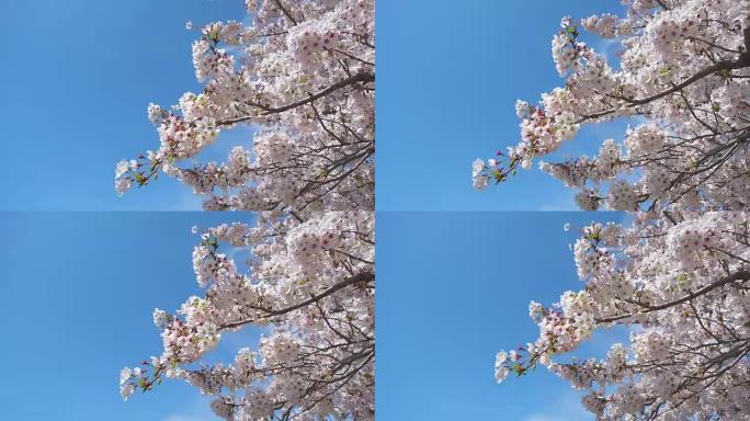 蓝天背景的春天白色樱花