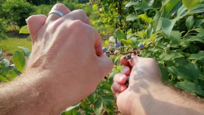 采摘蓝莓（HD）丰收双手