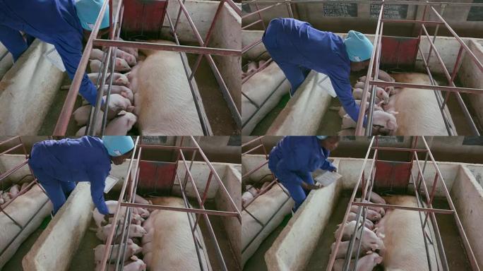 女性养猪户使用平板电脑监控工业养猪场的猪的进度