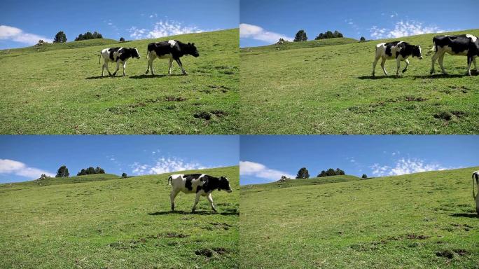 两头奶牛在绿地上漫步