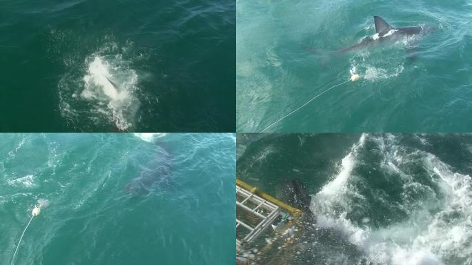大白鲨大白鲨群海洋大海野生动物