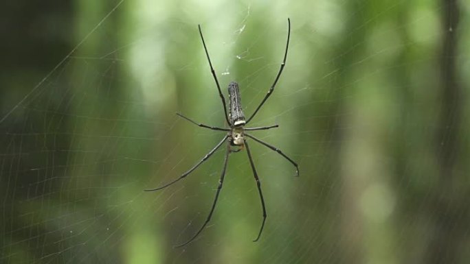 宏观: 大型热带蜘蛛在热带森林中编织复杂的蜘蛛网。