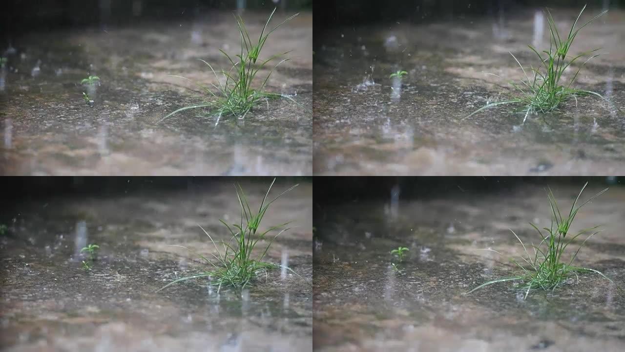 大雨落在地上，一片草