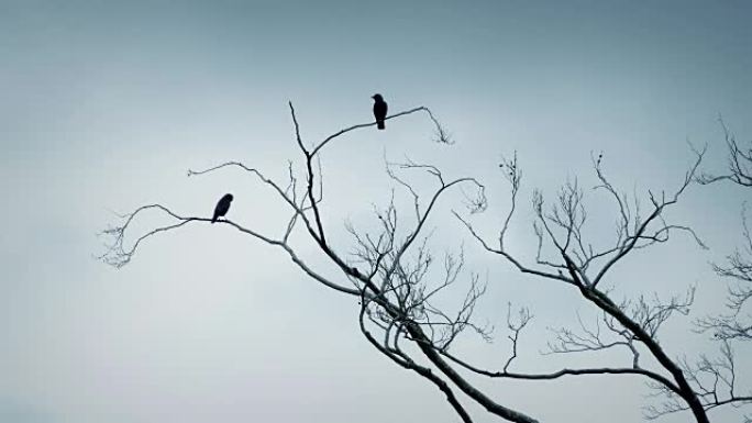 鸟类从树枝上飞出